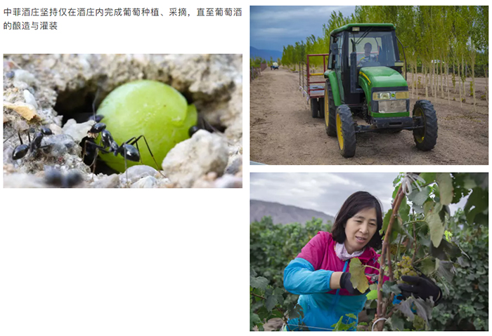 中菲酒庄坚持仅在酒庄内完成葡萄种植、采摘，直至葡萄酒的酿造与灌装