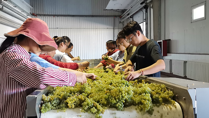 新疆中菲酒庄采摘后的葡萄进入分拣台