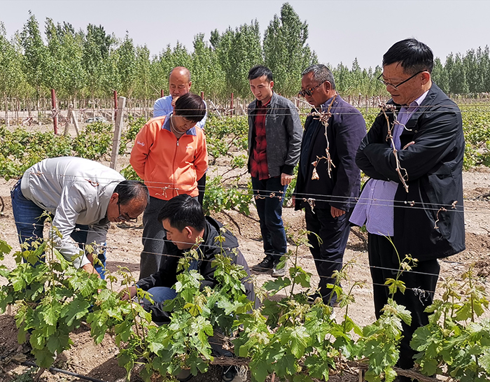 五一期间李德美老师莅临新疆中菲酒庄进行指导,与酿酒师张炎老师进行深入交流